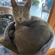Home Owner wanting sitter in Brisbane, Queensland