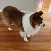 Home Owner wanting sitter in , Victoria