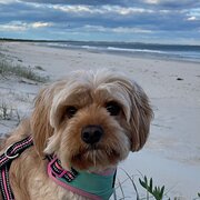 Home Owner wanting sitter in Sydney , New South Wales