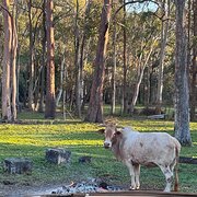 Home Owner wanting sitter in Brisbane, Queensland