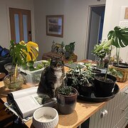 Home Owner wanting sitter in Hobart , Tasmania