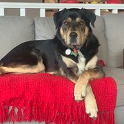 Home Owner wanting sitter in Melbourne, Victoria