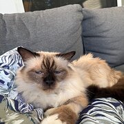 Home Owner wanting sitter in , Queensland