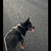 House Sitter - Kris - lover of animals and nature