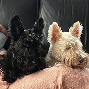 Home Owner wanting sitter in Newcastle, New South Wales