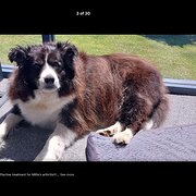 Home Owner wanting sitter in Devonport or Burnie, Tasmania