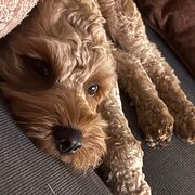 Home Owner wanting sitter in , Queensland