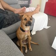 Home Owner wanting sitter in , South Australia