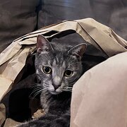 Home Owner wanting sitter in , Western Australia