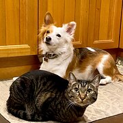 Home Owner wanting sitter in , South Australia