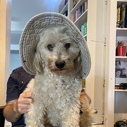 Home Owner wanting sitter in Brisbane, Queensland