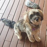 Home Owner wanting sitter in Tweed Heads, New South Wales