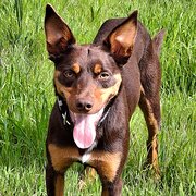 Home Owner wanting sitter in Adelaide, South Australia