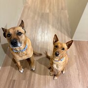 Home Owner wanting sitter in Perth, Western Australia