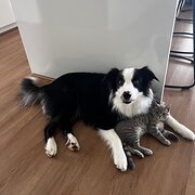 Home Owner wanting sitter in Sunshine Coast, Queensland