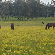 House Sitter - House and Garden, Animals and Farms