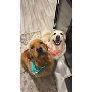 Home Owner wanting sitter in Melbourne, Victoria