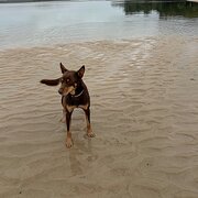 Home Owner wanting sitter in Brisbane, Queensland