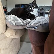 Home Owner wanting sitter in , Queensland