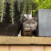 Home Owner wanting sitter in , New South Wales