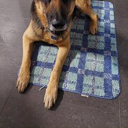 Home Owner wanting sitter in , Tasmania