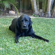 Home Owner wanting sitter in Perth, Western Australia