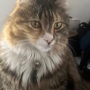 Home Owner wanting sitter in , Queensland