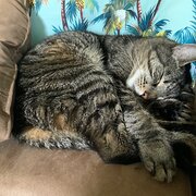 Home Owner wanting sitter in Brisbane , Queensland