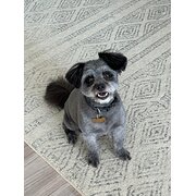 Home Owner wanting sitter in , Western Australia