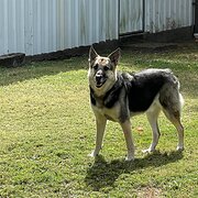 Home Owner wanting sitter in Brisbane , Queensland