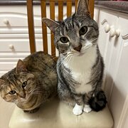 Home Owner wanting sitter in Melbourne, Victoria