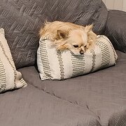 Home Owner wanting sitter in , New South Wales