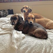 Home Owner wanting sitter in Canberra, Australian Capital Territory