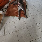 Home Owner wanting sitter in Rockingham, Western Australia