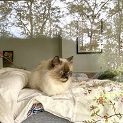 Home Owner wanting sitter in Coffs Harbour, New South Wales