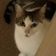 Home Owner wanting sitter in Sydney, New South Wales