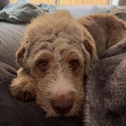 Home Owner wanting sitter in Newcastle, New South Wales