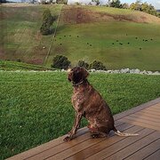Home Owner wanting sitter in Devonport or Ulverstone , Tasmania