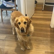 Home Owner wanting sitter in Melbourne, Victoria