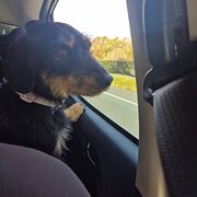 Home Owner wanting sitter in Brisbane City, Queensland