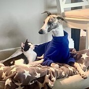 Home Owner wanting sitter in BRISBANE, Queensland