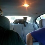 Home Owner wanting sitter in Brisbane, Queensland