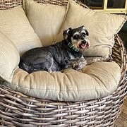 Home Owner wanting sitter in Ballina, New South Wales