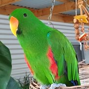 Home Owner wanting sitter in Mandurah WA, Western Australia