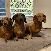 Home Owner wanting sitter in Cairns , Queensland