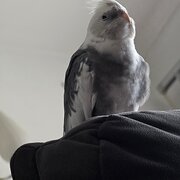 Home Owner wanting sitter in Sydney, New South Wales