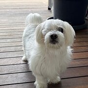 Home Owner wanting sitter in , Queensland