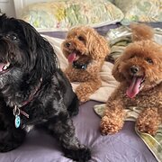 Home Owner wanting sitter in MOUNTAIN CREEK, Queensland