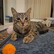 Home Owner wanting sitter in Townsville , Queensland