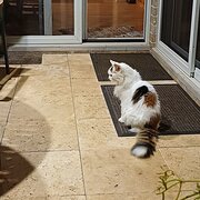 Home Owner wanting sitter in , New South Wales